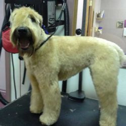 Specialty-Dog-Grooming